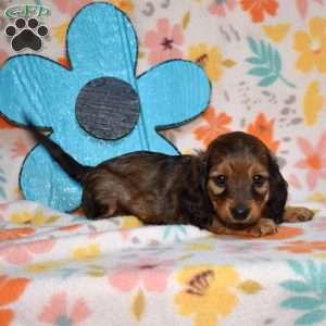 Twinkie, Dachshund Puppy